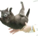 Böyük spin ansambllarında kvant siqnallarının dəqiq ölçülməsi