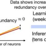 Atlantic silversides tədqiqatı göstərir ki, xromosom seqmentlərinin çevrilməsi təbii seleksiyanı idarə edir
