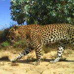 Süni intellekt Roma dövrünə aid stolüstü oyunu sındırdı