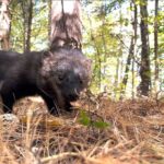 Tədqiqat sənədlərində Nyu-Hempşirdə gənc dişi balıqçının 118 kilometrlik məsafəni qət etdiyi qeyd olunub