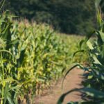 Bioilhamlanmış robot gözü sərt işıqlandırmaya tab gətirmək üçün bəbəyini tənzimləyir