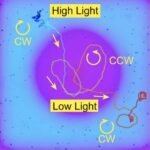 Avropadakı sıx, qaranlıq meşələr müasir bir fenomendir