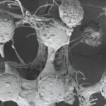 Fotonik çip qablaşdırması ekstremal mühitlərə tab gətirə bilər