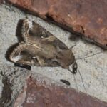 Qlobal araşdırma göstərir ki, yağışlar quş populyasiyalarına temperatur qədər təsir göstərə bilər