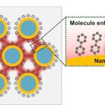 Kiçik səsyazma çantaları yarasaların təəccüblü ov strategiyasını ortaya qoyur