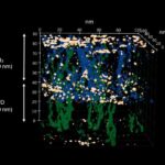 Mikrorobotların mürəkkəb axınlarda muxtar naviqasiyası ilk dəfə nümayiş etdirilib