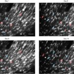 Bitkilər saya bilirmi? Araşdırmalar göstərir ki, onlar yaşadıqları hadisələrin sayını izləyə bilirlər