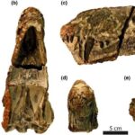 Sistem elmi çiçək çatdırılma xərclərimi aşağı səviyyədə saxlamağa necə kömək edir
