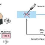 Nəhəng dinozavr sümüyü T. rex-in mənşəyini ortaya çıxara bilər