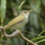 Real mühitlərdə səs-küyə davamlı kvant katalizatorları üçün riyazi əsaslar