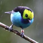 Qədim sirkon kristalları erkən Yer tarixinə bir pəncərə təqdim edir