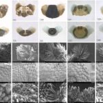 Alimlər əsl almazdan daha sərt ola biləcək altıbucaqlı almaz hazırladılar