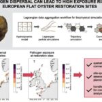 Gücləndirilmiş beyin hüceyrələri demansla əlaqəli zülalları təmizləyir