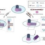 Yaşlı hüceyrələri selektiv şəkildə öldürən yağ turşuları yaşla əlaqəli terapiyalar üçün yeni yollar açır