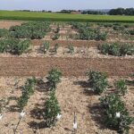 Tədqiqatlar göstərir ki, mükafatların vaxtı öyrənmədə əsas rol oynayır