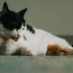 Bu günə qədər ən tam Australopithecus skeleti olan “Little Foot” üçün yeni bir sima