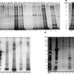 Süni intellekt sosial sahibkarlara yeni maliyyə mənbələrinin açılmasına kömək edə bilər