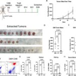 Qrafen sensorları mayelərdə sabit qalır və həssaslığı 20 dəfəyə qədər artırır