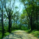 Okean cərəyanları istiridyə rifləri arasında xəstəliyin yayılmasına səbəb olur: Tədqiqatlar risk altında olan bərpa sahələrini müəyyən edir