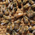 Qədim Filippin skeleti sinqa ilə daha da ağırlaşan nadir bir omba xəstəliyini aşkar etdi