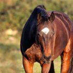 Niyə üzgüçülər hələ də suya dalırlar: Tədqiqatlar göstərir ki, Böyük Britaniya icmaları çirkli sularda necə hərəkət edirlər