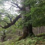 Vəhşi təbiət görüntüləri göstərir ki, süni intellekt modelləri düşündüyümüz qədər ağıllı deyil