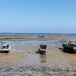 Dişi Qalapaqos cingiltiləri tez-tez oxuyurlar, lakin mahnı təcavüzlə əlaqəli deyil