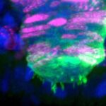 Yaponiyada yeni nadir quş növləri kəşf edildi