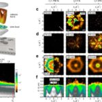 Alimlər məhsul viruslarını son Buz dövrünə qədər izləyir