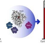 Klassik həndəsədə onilliklər boyu davam edən problem həll edildi: İlk kompakt cüt kapot tapıldı