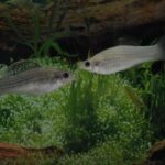 Bitkilər saya bilirmi? Araşdırmalar göstərir ki, onlar yaşadıqları hadisələrin sayını izləyə bilirlər