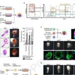 Öz-özünə hərəkət edən mikroblar işıq qəbulunu optimallaşdırmaq üçün üzmə strategiyasını dəyişdirirlər
