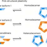 Dərin dəniz təbii birləşmələri ikili mexanizm vasitəsilə xərçəng hüceyrələrini hədəf alır
