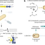 Alimlər ətraf mühit şəraitində stabil N₄ radikal anionlarını sintez edirlər
