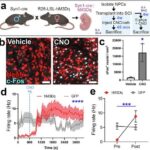 Tasmaniya pələngi Arnhem Torpaq qayaüstü rəsmlərində yaşayır