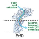 Dodaq boyanızın və suyunuzun tərkibində nə var? Yeni testlər gizli mutagenləri göstərir