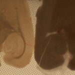 Könüllü məşq bağırsaq mikrobiotası vasitəsilə triptofan metabolizmasını necə dəyişdirir