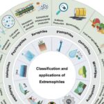 Fiziklər Günəşin maqnit mühərrikini səthinin 200.000 kilometr dərinliyində izləyir