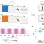Şəbəkələrə gəldikdə, təbiətin bir üstünlüyü var