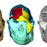 3D çaplı “ştepsel” fiber optikləri aşağı itki ilə fotonik çiplərə bağlayır