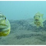 Arxeoloqlar aşkar ediblər ki, uşaqlar 15.000 il əvvəl, dulusçuluqdan və ya əkinçilikdən çox əvvəl gil forma veriblər