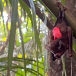 NASA Artemis Ay proqramına missiya əlavə edir və arxitekturasını yeniləyir