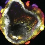 Təkhüceyrəli məlumatlar onurğalı embrionlarda hüceyrəvi “inkişaf qum saatı”nı ortaya qoyur