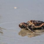 Göydə od toplarının hərəkəti nə qədər yaygındır?