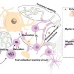 Məktəb atışmalarından sonra silah lehinə və əleyhinə PAC-ların töhfələri bir-birini necə təsirli şəkildə neytrallaşdırır