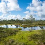 Tərs dizayn: Xüsusi funksional polimerlərə yeni bir yol