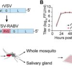 ISS tədqiqatı, cazibə qüvvəsinin azalmasında əzələ atrofiyası və lif dəyişiklikləri üçün hədləri müəyyən edir