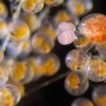 Böyük kraterlər 16-cı Psyche asteroidinin mənşəyinə dair ipucları verir