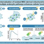 Təkrarolunmaz mikroskop canlı hüceyrələri görünməmiş dərəcədə ətraflı şəkildə göstərir