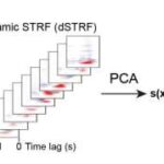 Siklik katalizatorlar farmakoloji maddələrin sintezi zamanı bərpa üçün günəş işığı və havadan istifadə edirlər